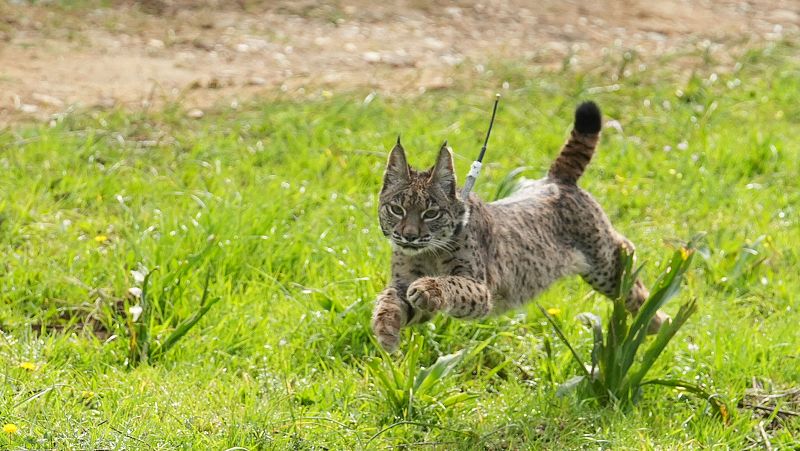 La Junta andaluza libera dos ejemplares de lince ibérico en Sierra Morena reforzando "la recuperación de la especie"