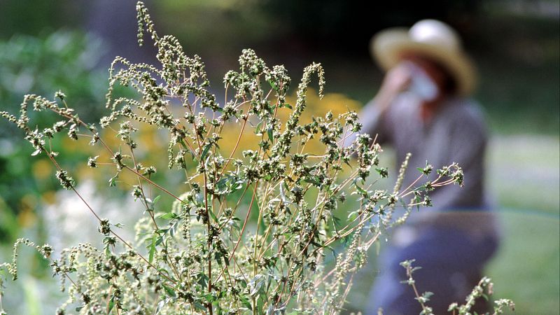 La temporada de alergias al polen se adelanta este año y se quedará más tiempo esta primavera por las lluvias y el calor