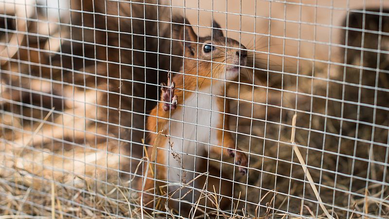 La UE pide poner en cuarentena a las mascotas para evitar que la viruela del mono se endemice en Europa