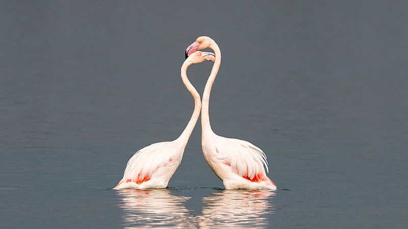 Fuente de Piedra, el refugio de los flamencos que vive "pendiente de la lluvia": "La sequía afecta a las colonias"