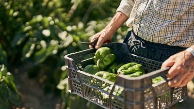 El sector agrícola de la UE anuncia protestas: el acuerdo con Mercosur tendrá "consecuencias para la agricultura familiar"